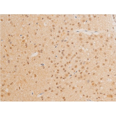 Phospho-c-Myc (Thr58) Antibody - AF3055 at 1/100 staining mouse brain tissue sections by IHC-P.