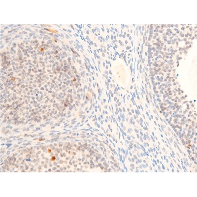 Phospho-c-Myc (Thr58) Antibody - AF3055 at 1/100 staining rat ovarian tissue sections by IHC-P.