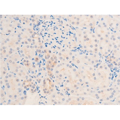 TGF beta 1 Antibody - AF1027 at 1/100 staining rat kidney tissue sections by IHC-P.