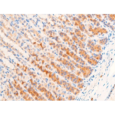 TGF beta 1 Antibody - AF1027 at 1/100 staining rat gastric tissue sections by IHC-P.