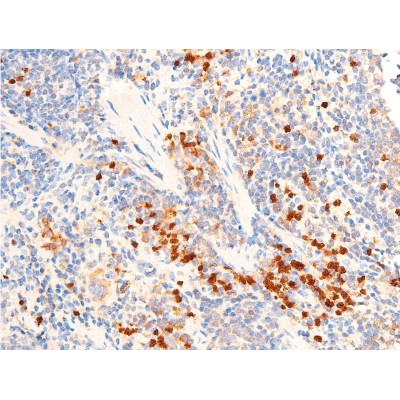 TGF beta 1 Antibody - AF1027 at 1/100 staining mouse spleen tissue sections by IHC-P.