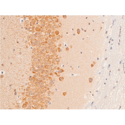 TGF beta 1 Antibody - AF1027 at 1/100 staining mouse brain tissue sections by IHC-P.