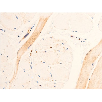 TGF beta 1 Antibody - AF1027 at 1/100 staining human heart tissue sections by IHC-P.