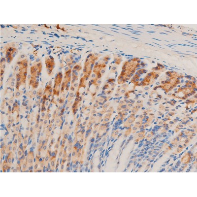 TGF beta 1 Antibody - AF1027 at 1/100 staining mouse gastric tissue sections by IHC-P.