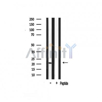 Musculin Antibody - Western blot analysis on rat brain lysates using Musculin Antibody.