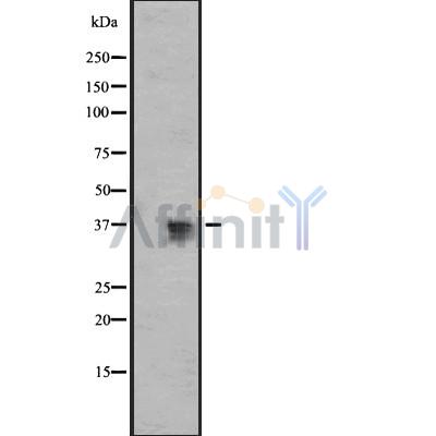 BUB3 Antibody - Western blot analysis of BUB3 Antibody expression in 293T cells lysates.