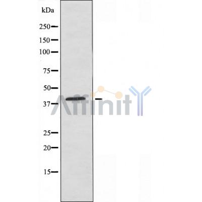 CD55 Antibody - Western blot analysis of CD55 Antibody expression in Hela cells lysates.