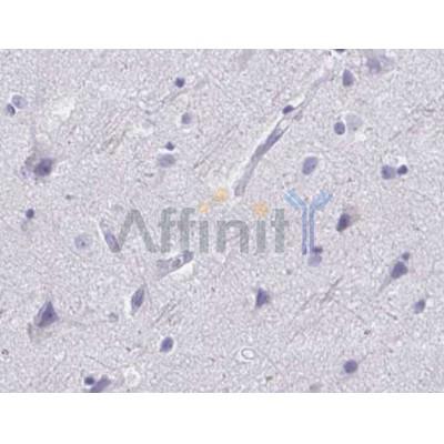 Involucrin Antibody - AF0186 at 1/100 staining mouse brain by IHC-P.