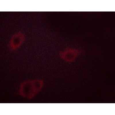 Phospho-Hsp90 beta (Ser254)[Ser255] Antibody - AF3126 staining HeLa cells treated with TNF-a 20nM 15' by ICC/IF.