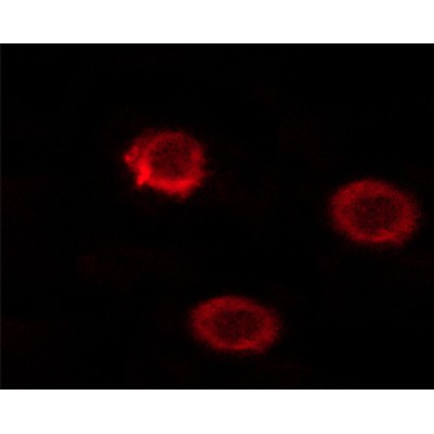 Phospho-CD45 (Ser1007)[Ser1009] Antibody - AF3127 staining HeLa cells by ICC/IF.