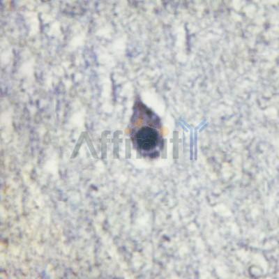 Phospho-Calmodulin1/2/3 (Thr79+Ser81)[Thr80+Ser82] Antibody - AF3353 at 1/100 staining human brain tissue by IHC-P.