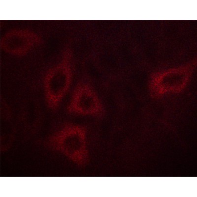 Phospho-Calmodulin1/2/3 (Thr79+Ser81)[Thr80+Ser82] Antibody - AF3353 staining HepG2 cells by ICC/IF.