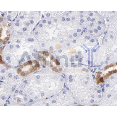PGP9.5 Antibody - AF0243 at 1/100 staining Human kidney  tissue by IHC-P.