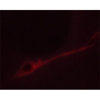 Phospho-Syntaxin 1A (Ser14) Antibody - AF3463 staining NIH/3T3 cells by ICC/IF.