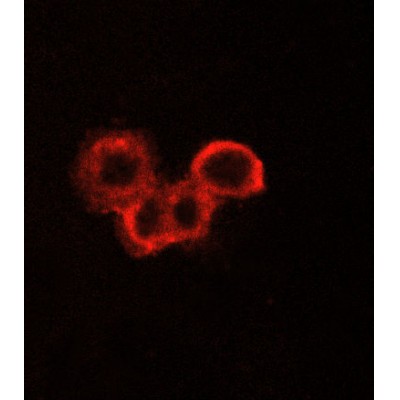 EGFR Antibody - AF6043 staining A549 cells cells by ICC/IF.