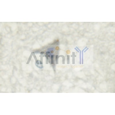 NMDAR1 Antibody - AF6406 at 1/100 staining human brain tissue by IHC-P.