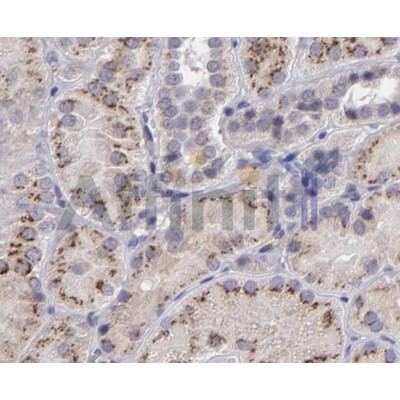 IL12A Antibody - AF5133 at 1/100 staining human kidney tissue by IHC-P.