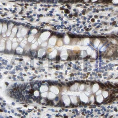 c-Fos Antibody - AF0132 at 1/100 staining human colon testis by IHC-P.