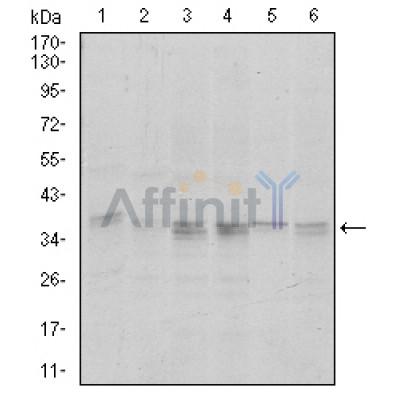 PPP1CA Antibody - Figure 2: Western blot analysis using PPP1CA mouse mAb against A431 (1), Hela (2), HepG2 (3), MCF-7 (4), Jurkat (5) and A549 (6) cell lysate.