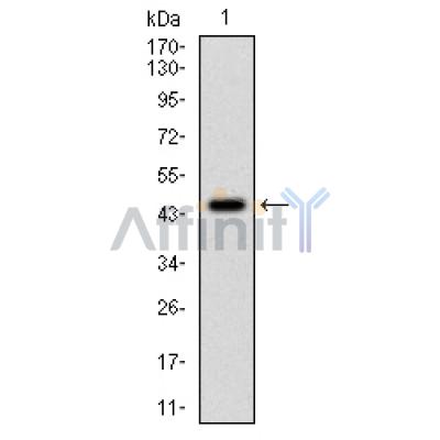PPP1CA Antibody - Figure 1: Western blot analysis using PPP1CA mAb against human PPP1CA (AA: 174-330) recombinant protein.