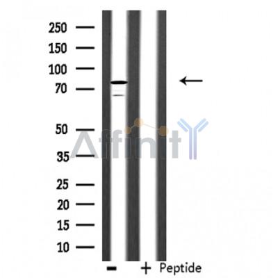 SFRS17A Antibody - Western blot analysis of extracts from NIH-3T3 cells, using SFRS17A antibody.
