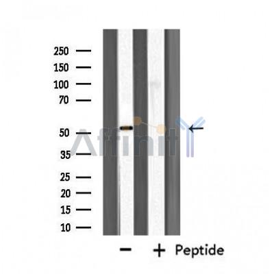 FBLN5 Antibody - Western blot analysis of extracts from 3T3 cells, using FBLN5 antibody.