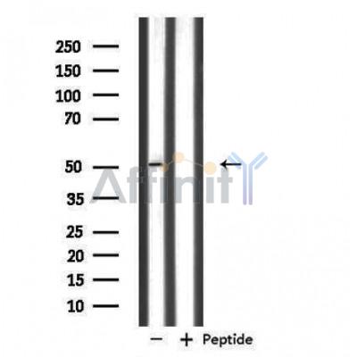 NFYC Antibody - Western blot analysis of extracts from 293 cells using NFYC antibody.