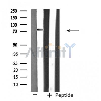RIN1 Antibody - Western blot analysis of extracts from K562 cells, using RIN1 antibody.