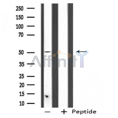 SERGEF Antibody - Western blot analysis of extracts from NIH/3T3 cells, using SERGEF antibody.