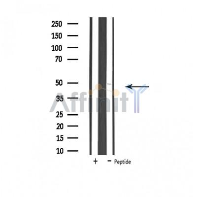 UBFD1 Antibody - Western blot analysis of extracts from K562 cells, using UBFD1 antibody.
