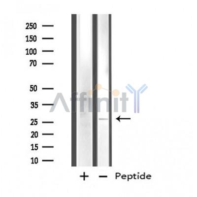 FAM3D Antibody - Western blot analysis of extracts from K562 cells, using FAM3D antibody.
