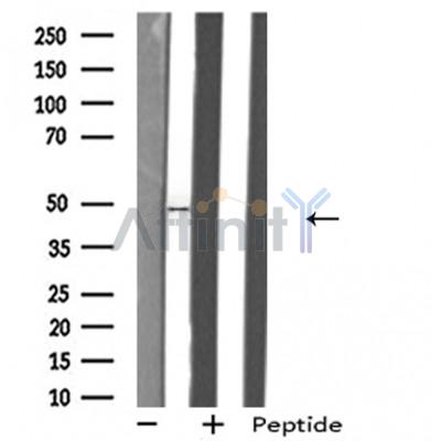 GPR103 Antibody - Western blot analysis of extracts from K562 cells, using GPR103 antibody.