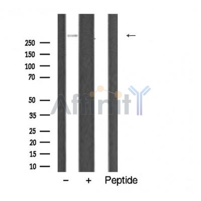 Ki67 Antibody - Western blot analysis of Ki67 expression in Hela.
