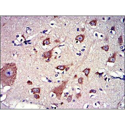 LPlunc1 Antibody -  Immunohistochemical analysis of paraffin-embedded brain tissues using LPlunc1 mouse mAb with DAB staining.