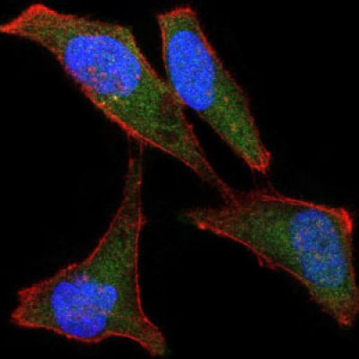 LPlunc1 Antibody - Immunofluorescence analysis of Hela cells using LPlunc1 mouse mAb (green).