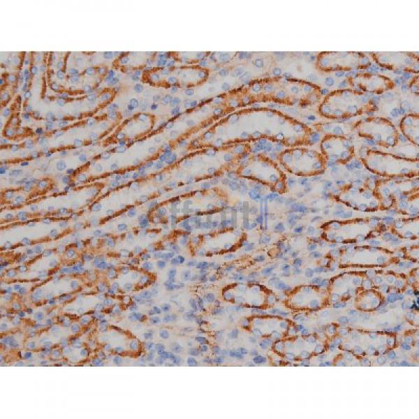 Phospho-Hsp90 beta (Ser254)[Ser255] Antibody - AF3126 at 1/200 staining Mouse kidney tissue sections by IHC-P.