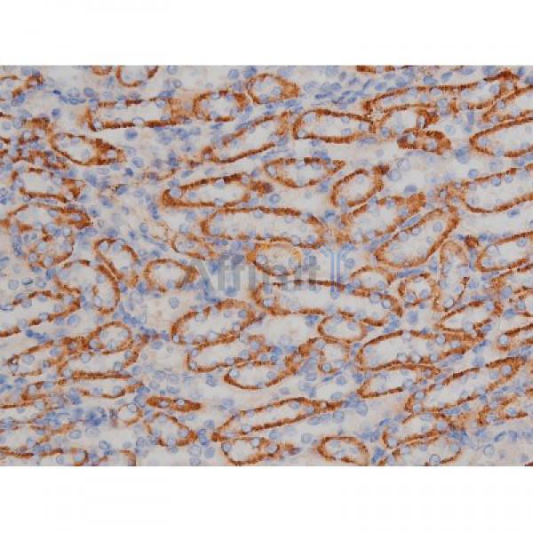 Phospho-Hsp90 beta (Ser254)[Ser255] Antibody - AF3126 at 1/200 staining Mouse kidney tissue sections by IHC-P.