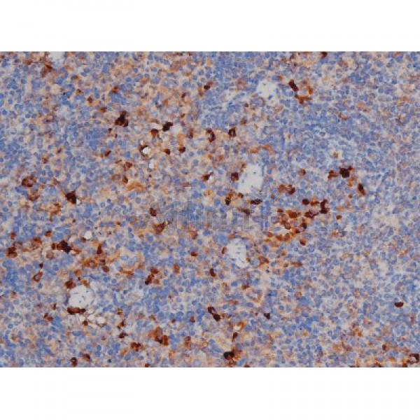 Phospho-Hsp90 beta (Ser254)[Ser255] Antibody - AF3126 at 1/200 staining Mouse spleen tissue sections by IHC-P.