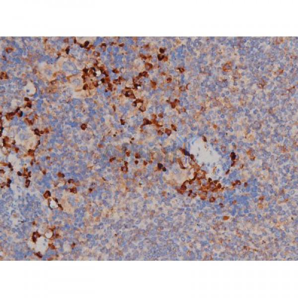 Phospho-Hsp90 beta (Ser254)[Ser255] Antibody - AF3126 at 1/200 staining Mouse spleen tissue sections by IHC-P.