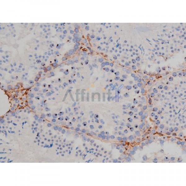 Phospho-Hsp90 beta (Ser254)[Ser255] Antibody - AF3126 at 1/200 staining Mouse testis tissue sections by IHC-P.