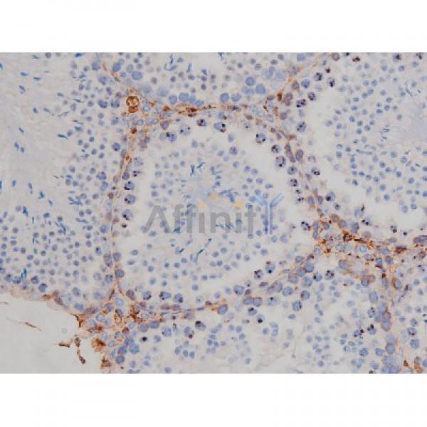 Phospho-Hsp90 beta (Ser254)[Ser255] Antibody - AF3126 at 1/200 staining Mouse testis tissue sections by IHC-P.
