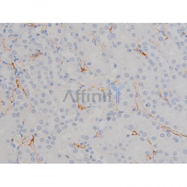 Phospho-Hsp90 beta (Ser254)[Ser255] Antibody - AF3126 at 1/200 staining Rat kidney tissue sections by IHC-P.