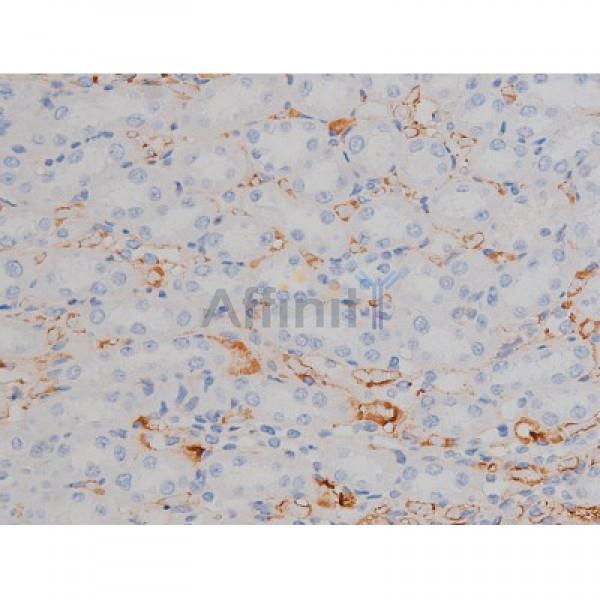 Phospho-Hsp90 beta (Ser254)[Ser255] Antibody - AF3126 at 1/200 staining Rat kidney tissue sections by IHC-P.