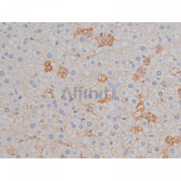 Phospho-Hsp90 beta (Ser254)[Ser255] Antibody - AF3126 at 1/200 staining Rat liver tissue sections by IHC-P.