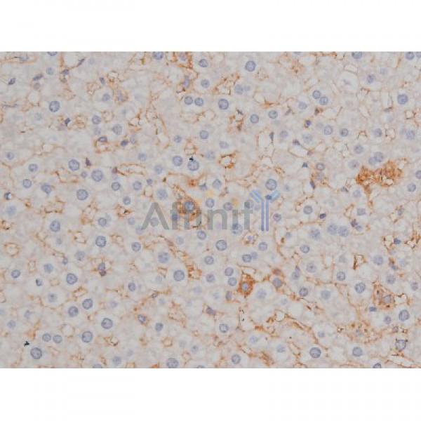 Phospho-Hsp90 beta (Ser254)[Ser255] Antibody - AF3126 at 1/200 staining Rat liver tissue sections by IHC-P.