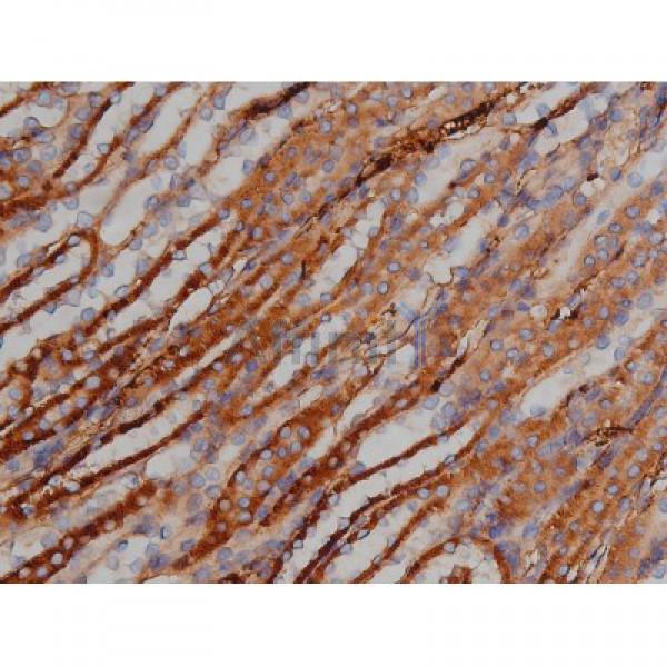Phospho-Tau (Ser422)[Ser739] Antibody - AF3145 at 1/200 staining Mouse kidney tissue sections by IHC-P.