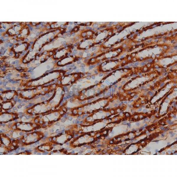 Phospho-Tau (Ser422)[Ser739] Antibody - AF3145 at 1/200 staining Mouse kidney tissue sections by IHC-P.