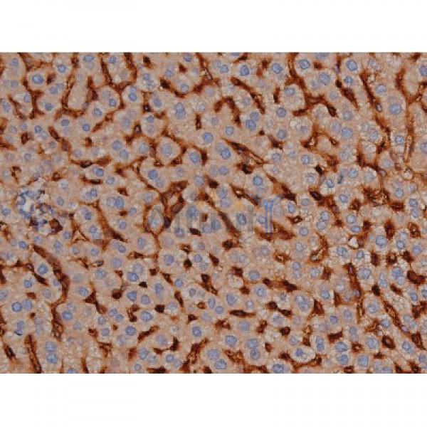 Phospho-Tau (Ser422)[Ser739] Antibody - AF3145 at 1/200 staining Mouse liver tissue sections by IHC-P.