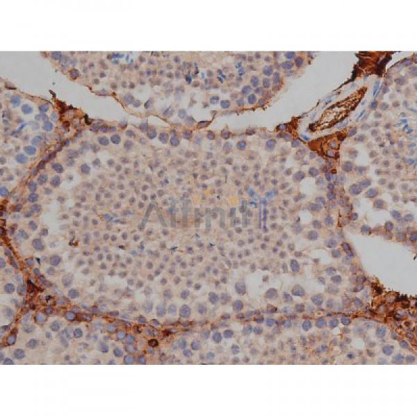 Phospho-Tau (Ser422)[Ser739] Antibody - AF3145 at 1/200 staining Mouse testis tissue sections by IHC-P.
