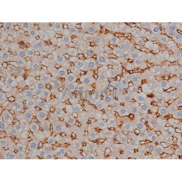 Phospho-Tau (Ser422)[Ser739] Antibody - AF3145 at 1/200 staining Rat liver tissue sections by IHC-P.